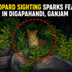 Leopard Sighting Sparks Fear in Ganjam’s Digapahandi Region