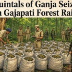 Gajapati Police seize around 7 quintals of ganja from a forest near Atapada village