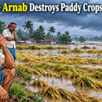 Floodwater submerges ready-to-harvest paddy crops in Binika following Cyclone Arnab, leaving Odisha farmers worried.