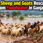 Rescue of 18 sheep and 7 goats from floodwater in Amrutulu Gram Panchayat, Sorada block, Ganjam district, Odisha.